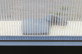 Sacha Rappo, fracture-croissant 7, 2022